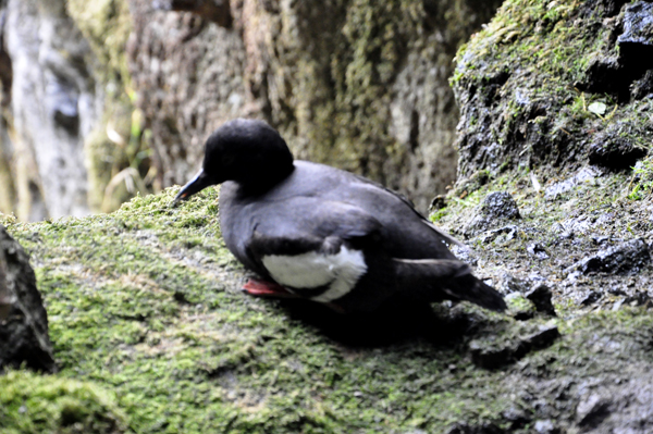 Birds on the ledge outside the Sea Cave, high above the ocean.